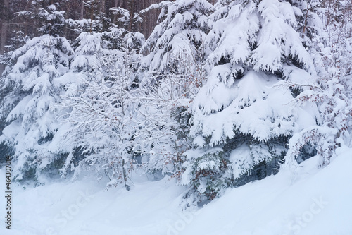 beautiful winter landscape, snow-covered trees, mountainpass, snowfall in the mountains, Swiss Alps in the snow, walks in the winter white forest, tourism, winter sports