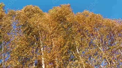 Bright yellow autumn leaves on birch trees swing in a strong wind