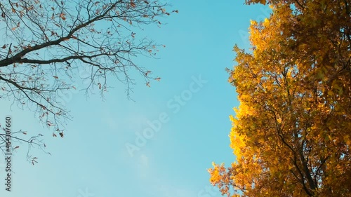 Turned yellow leaves swaying  by the wind in a village. The leaf fall in the autumn season: rare sun rays, foliage falling off trees and getting cold weather. Clear blue cky. Leaves came off one trss