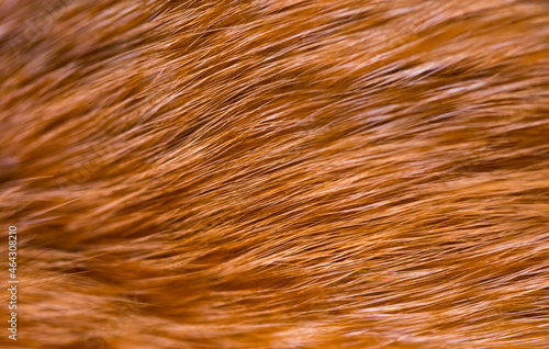 Fox fur close up. Redhead animal fur background, fur pile texture. Eco-wool, eco-leather artificial fur.