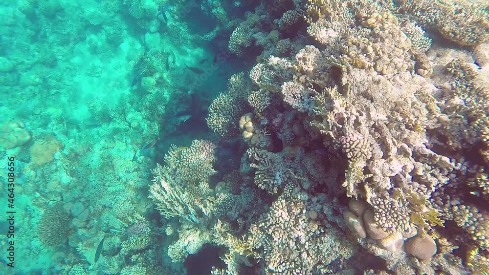 An underwater shot of a coral reef and a school of fish in the Red Sea on a sunny day An underwater shot of a coral reef and a school of fish in the Red Sea on a sunny day