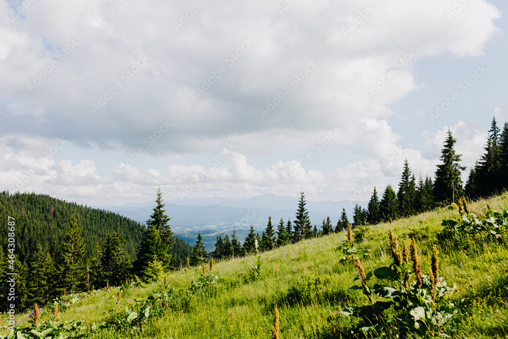 Scenic view from the meadows of the Carpathian mountains in summer Scenic view from the meadows of the Carpathian mountains in summer