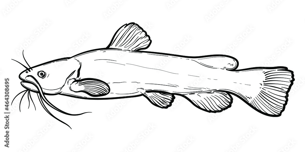 Handdrawn Catfish. Black and white. Vector sketch of a fish isolated