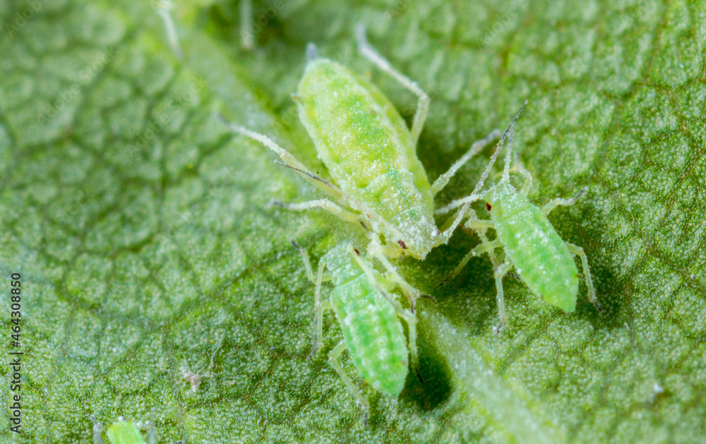 Aphid close up on a green leaf. Crop harvests, insecticidal treatment. Damaged plant leaves, devouring. Copy space Aphid close up on a green leaf. Crop harvests, insecticidal treatment. Damaged plant leaves, devouring. Copy space