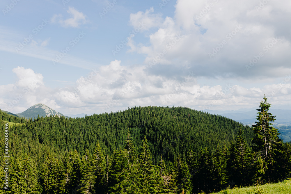  Scenic summer view of the coniferous forest in the Carpathians