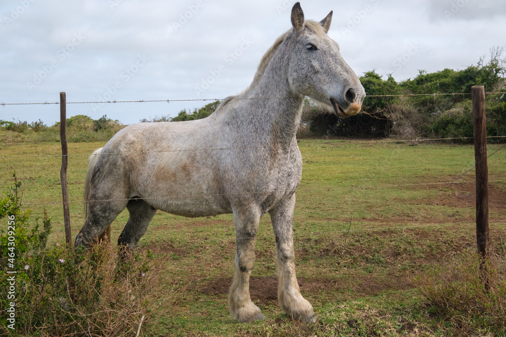 Beautiful white stallion on a farm in South Africa Beautiful white stallion on a farm in South Africa