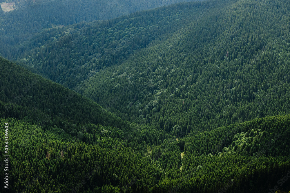  Wind on a green coniferous mountain forest in the Carpathians, Ukraine