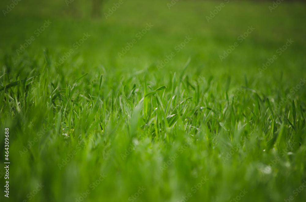 Green grass background in field Green grass background in field