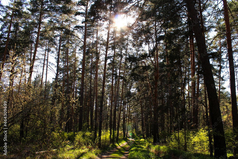 Fototapeta premium sun shining through trees