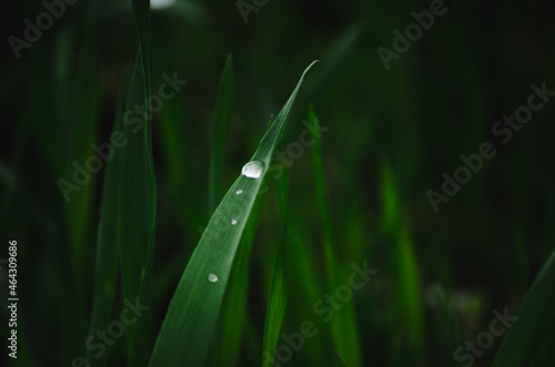 Green grass with rain drops in garden. Dark and contrast colours (ID: 464309686)