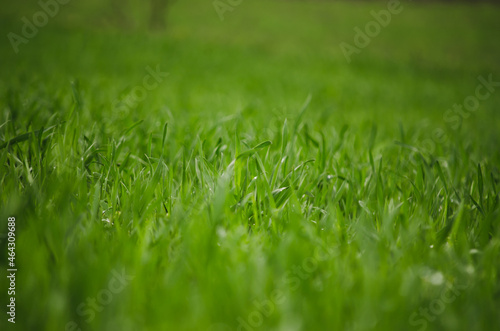 Green grass background in field