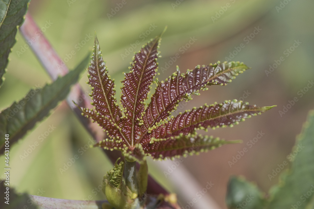 Ricinus communis castor oil plant shrub with large green leaves fruits with thorns and small light yellow flowers on defocused greyish green background Ricinus communis castor oil plant shrub with large green leaves fruits with thorns and small light yellow flowers on defocused greyish green background