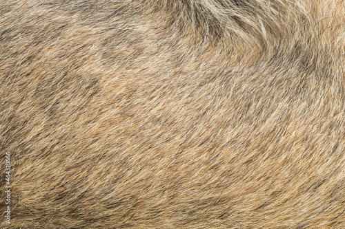 Full frame of dog hair fur texture
