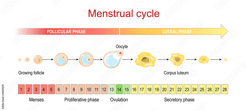 Menstrual Cycle Menses And Proliferative Phase Ovulation And Menstrual Cycle Menses And Proliferative Phase Ovulation And