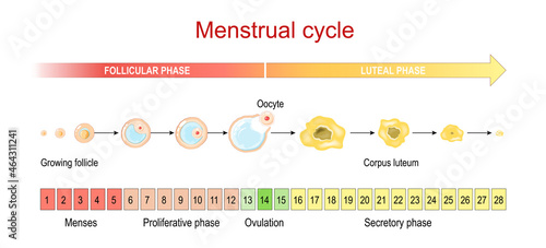 Menstrual cycle. menses and Proliferative phase, Ovulation and Secretory phase. photo