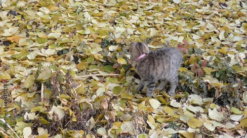 Gray cat playing in autumn leaves