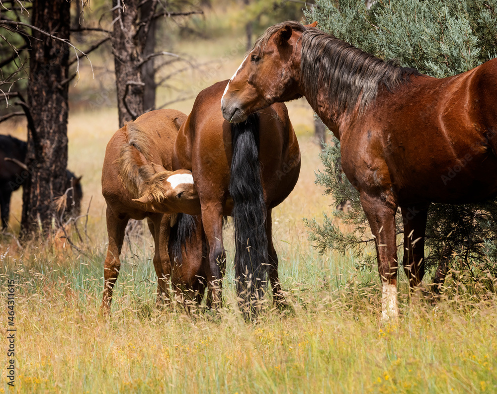 Wild horses grazing in the forest in Northern Arizona Wild horses grazing in the forest in Northern Arizona