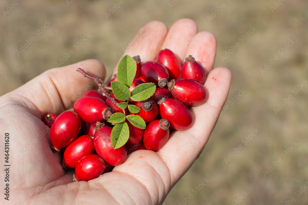 Rosehip harvest time. Collecting ripe rose hips in the autumn. Woman's hand is full of red berries. Rosehip harvest time. Collecting ripe rose hips in the autumn. Woman's hand is full of red berries.