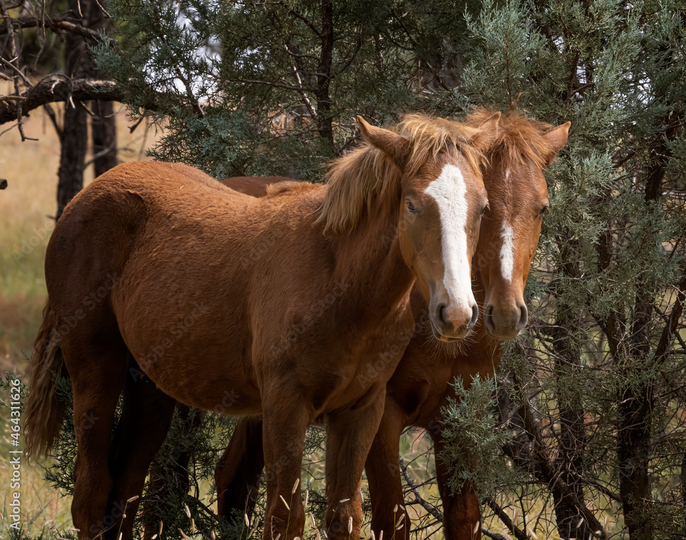 Wild horses grazing in the forest in Northern Arizona Wild horses grazing in the forest in Northern Arizona