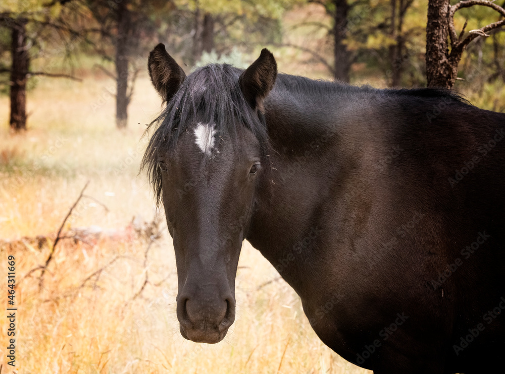 Fototapeta premium Wild horses grazing in the forest in Northern Arizona