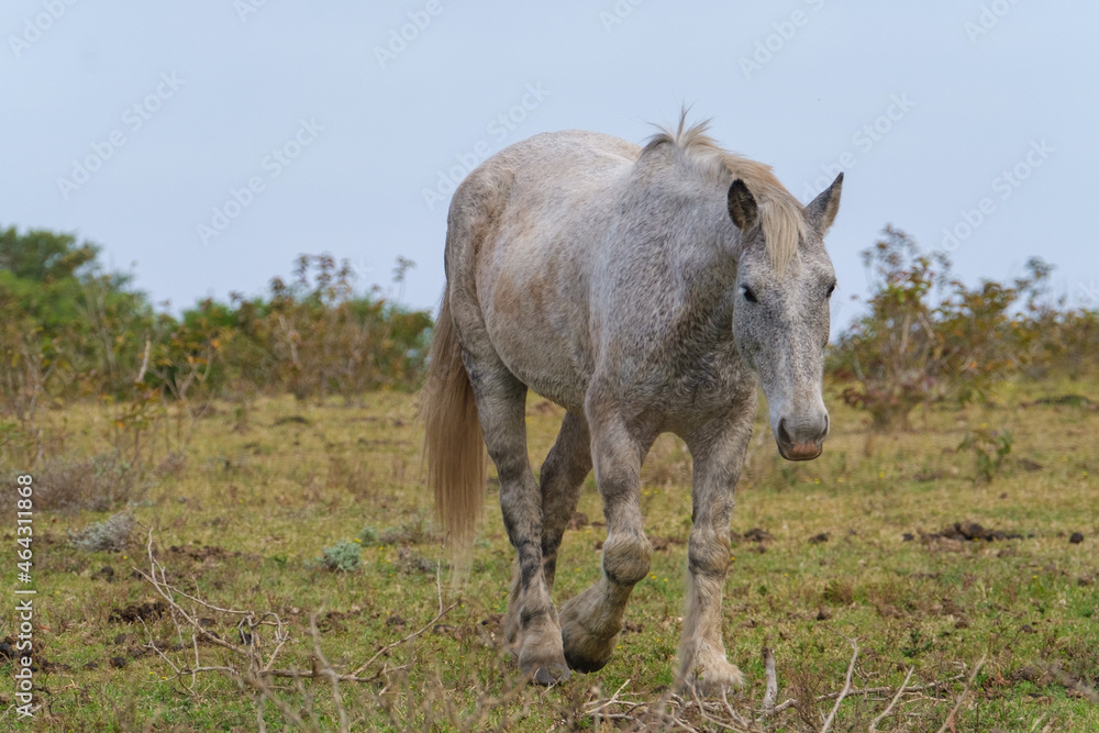 A white horse walking in the Nature A white horse walking in the Nature