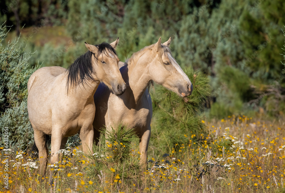 Fototapeta premium Wild horses grazing in the forest in Northern Arizona