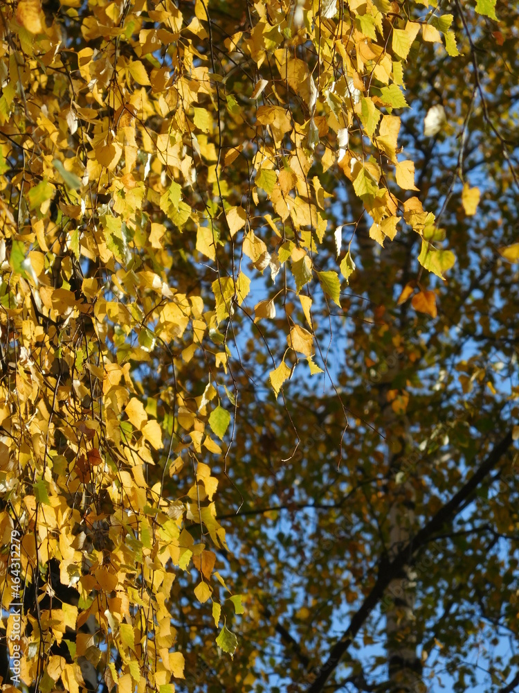 autumn leaves background autumn leaves background