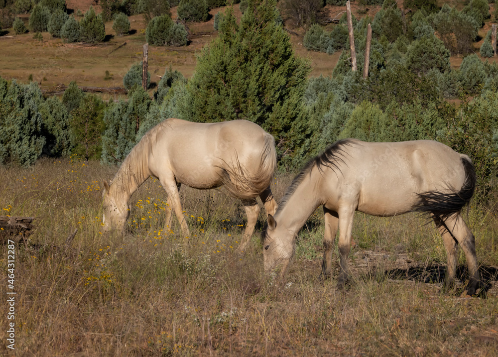 Fototapeta premium Wild horses grazing in the forest in Northern Arizona