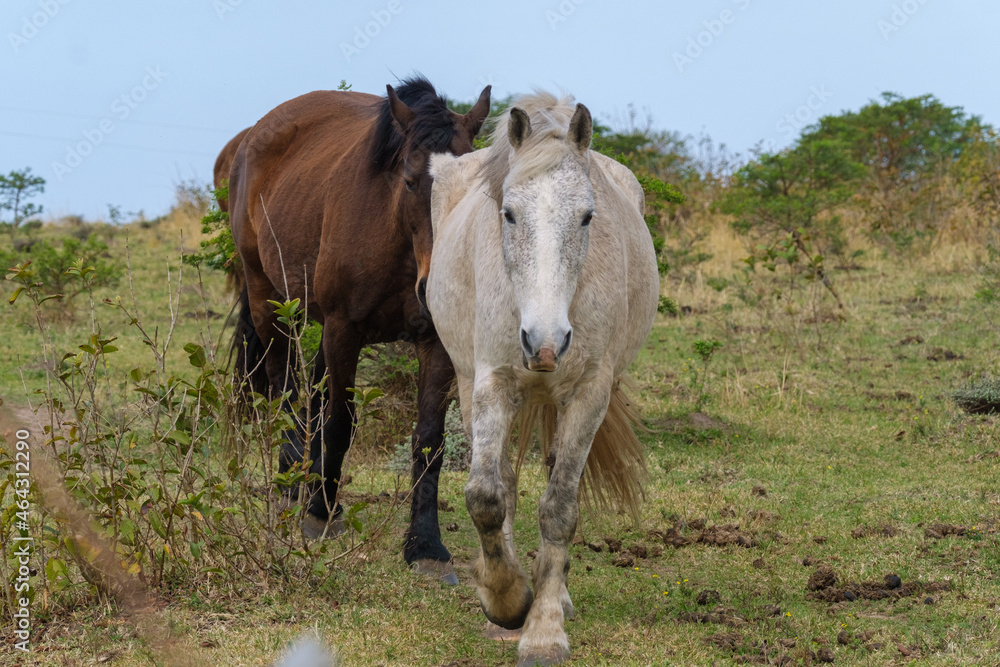 Brown and white horses run in the wild Brown and white horses run in the wild