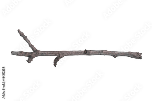 Branch of a tree isolated on a white background.