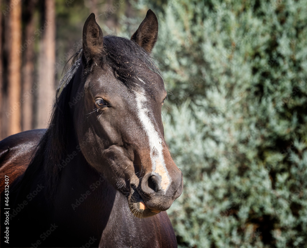 Fototapeta premium Wild horses grazing in the forest in Northern Arizona