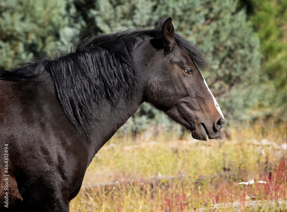 Wild horses grazing in the forest in Northern Arizona Wild horses grazing in the forest in Northern Arizona