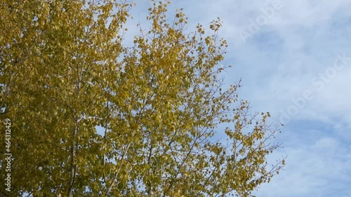 Autumn background - branches with yellow leaves among sky