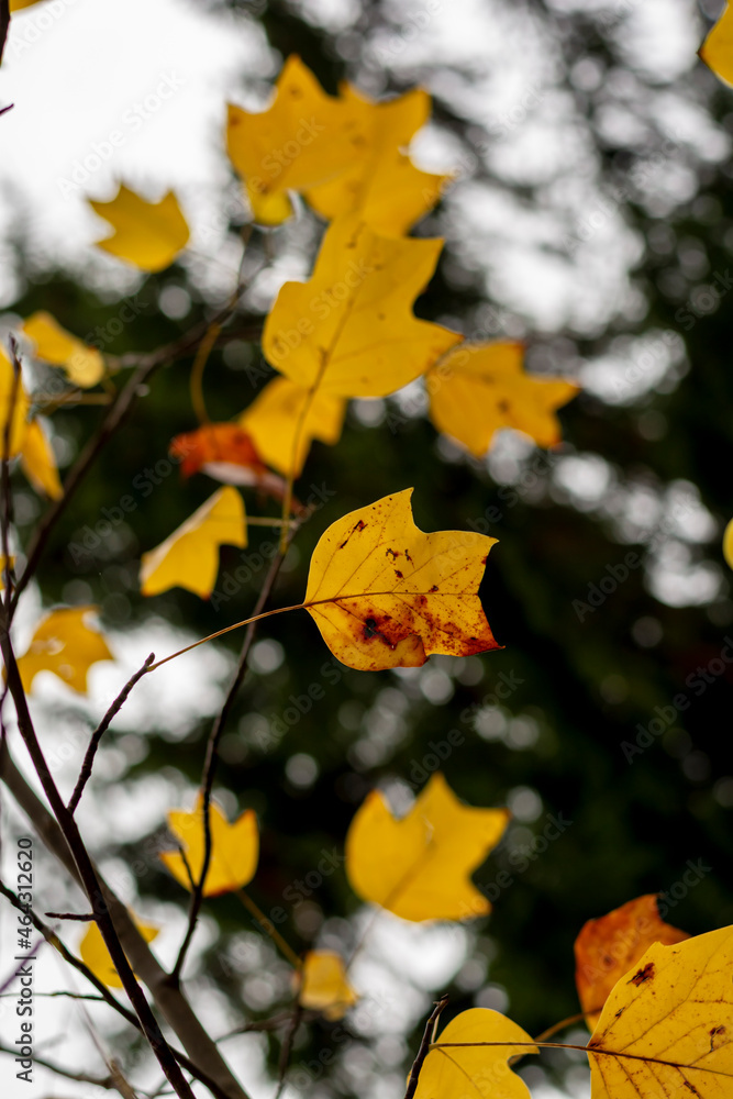 Yellow leaves of a Tulip tree (Liriodendron tulipifera) in the autumn. Golden foliage of a Whitewood. Yellow leaves of a Tulip tree (Liriodendron tulipifera) in the autumn. Golden foliage of a Whitewood.