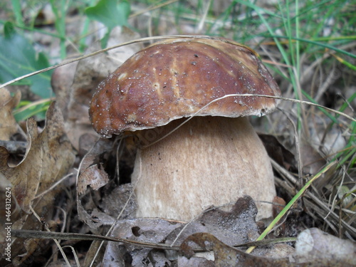 Boletus in the forest