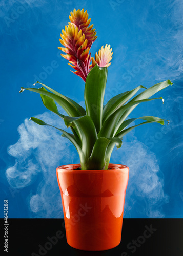 Potted Vriesea Bromelia Standard flower in full bloom shot against a beautiful blue background with smoke floating around