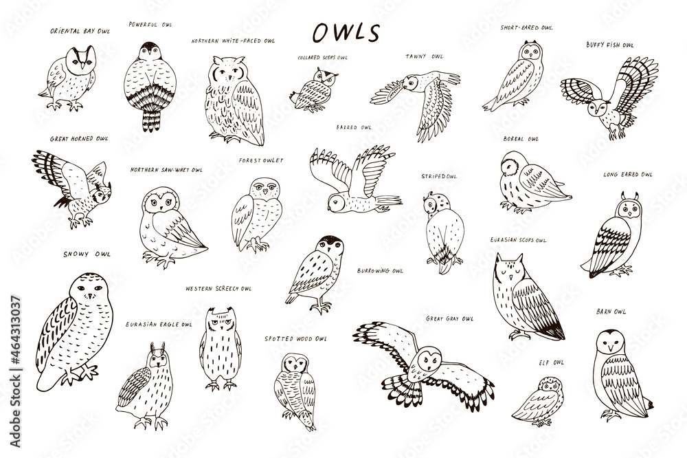Obraz premium Owls birds wildlife line animals vector illustrations set