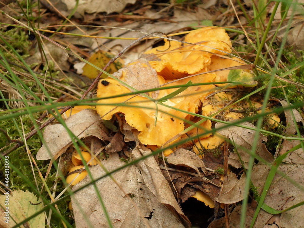 Chanterelle mushroom in the forest
