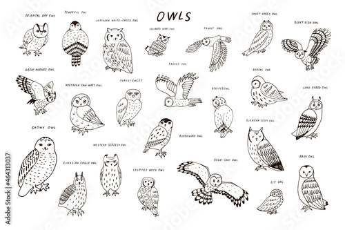 Owls birds wildlife line animals vector illustrations set