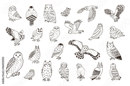 Owls birds wildlife line animals vector illustrations set
