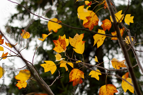 Yellow leaves of a Tulip tree (Liriodendron tulipifera) in the autumn. Golden foliage of a Whitewood.