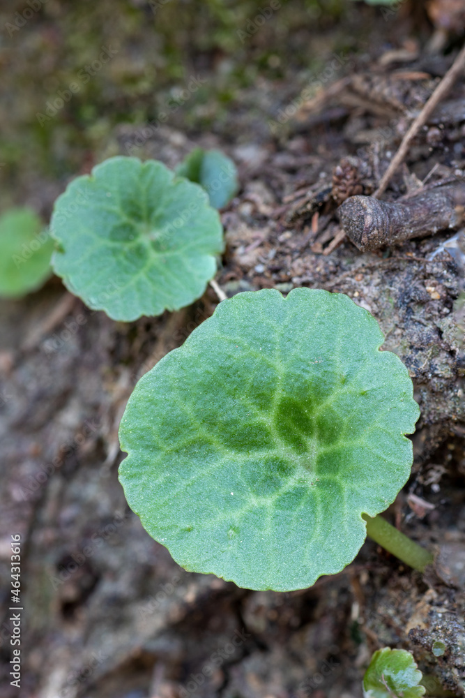 the navelwort (Umbilicus rupestris) leaf edible flowering plant the navelwort (Umbilicus rupestris) leaf edible flowering plant
