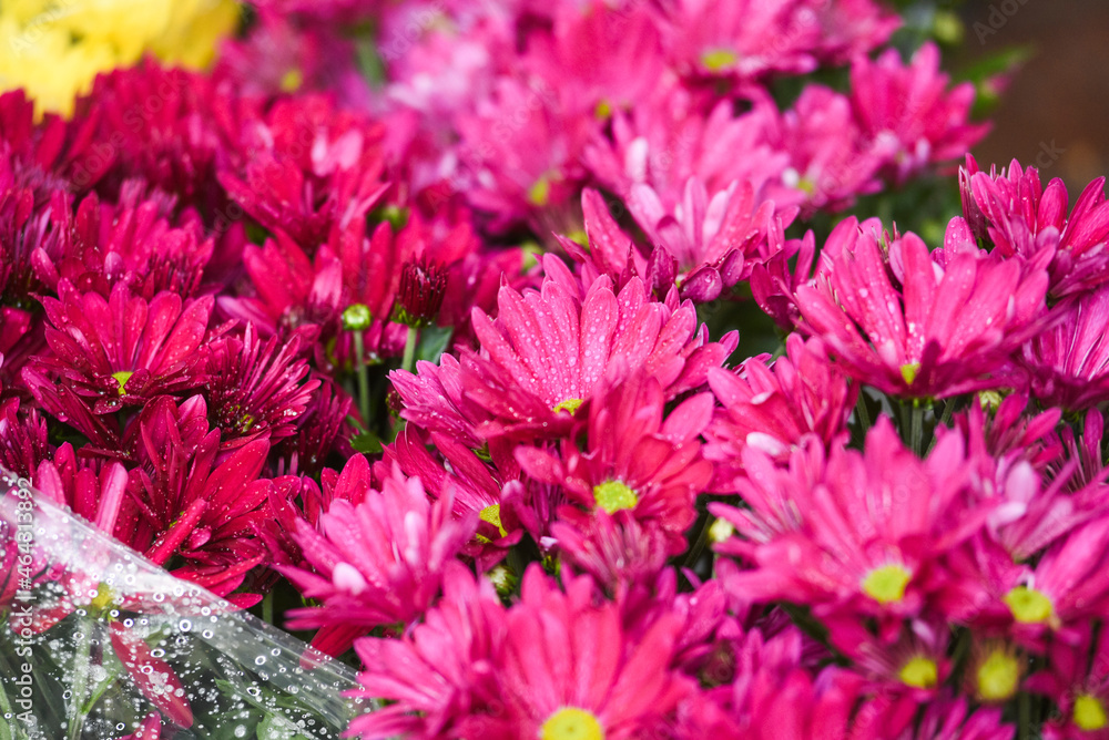 Decorative flowers sold for the feast of the dead on November 1 in Poland. Decorative flowers sold for the feast of the dead on November 1 in Poland.