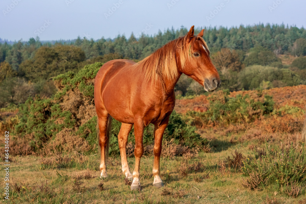 wild sorrel horse standing in the meadow in New Forest wild sorrel horse standing in the meadow in New Forest