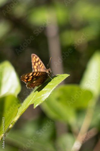 Papillon Lasiommata megera (la Mégère ou le Satyre) sur une feuille verte