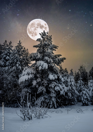 Spruce winter forest illuminated by the full moon. Deep snowdrifts in the winter forest