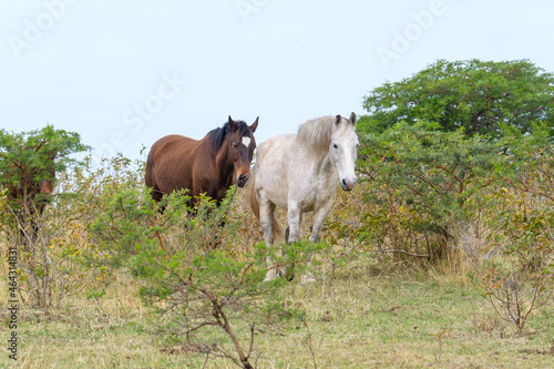 Fototapeta Naklejka Na Ścianę i Meble -  Brown and white horses run in the wild