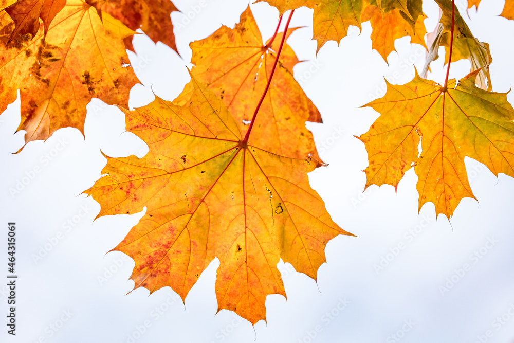 herbst herbst