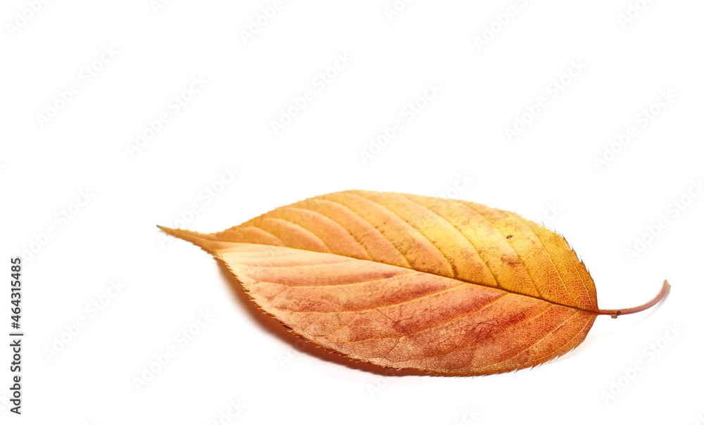 Yellow autumn apple leaf isolated on white Yellow autumn apple leaf isolated on white