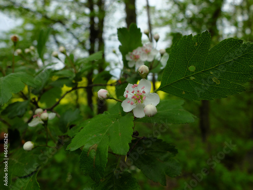 White flowers of hawthorn (Crataegus) in spring forest